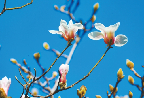 济南:在城市的一角 捕捉春意生机