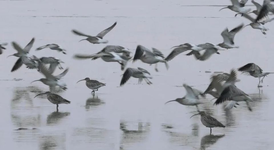 威海南海新区：冬日海湾迎“贵客”