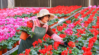 山东即墨：“花卉经济”助力乡村振兴