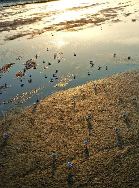 日照：“鸟群”版银河流动一幅生态画卷