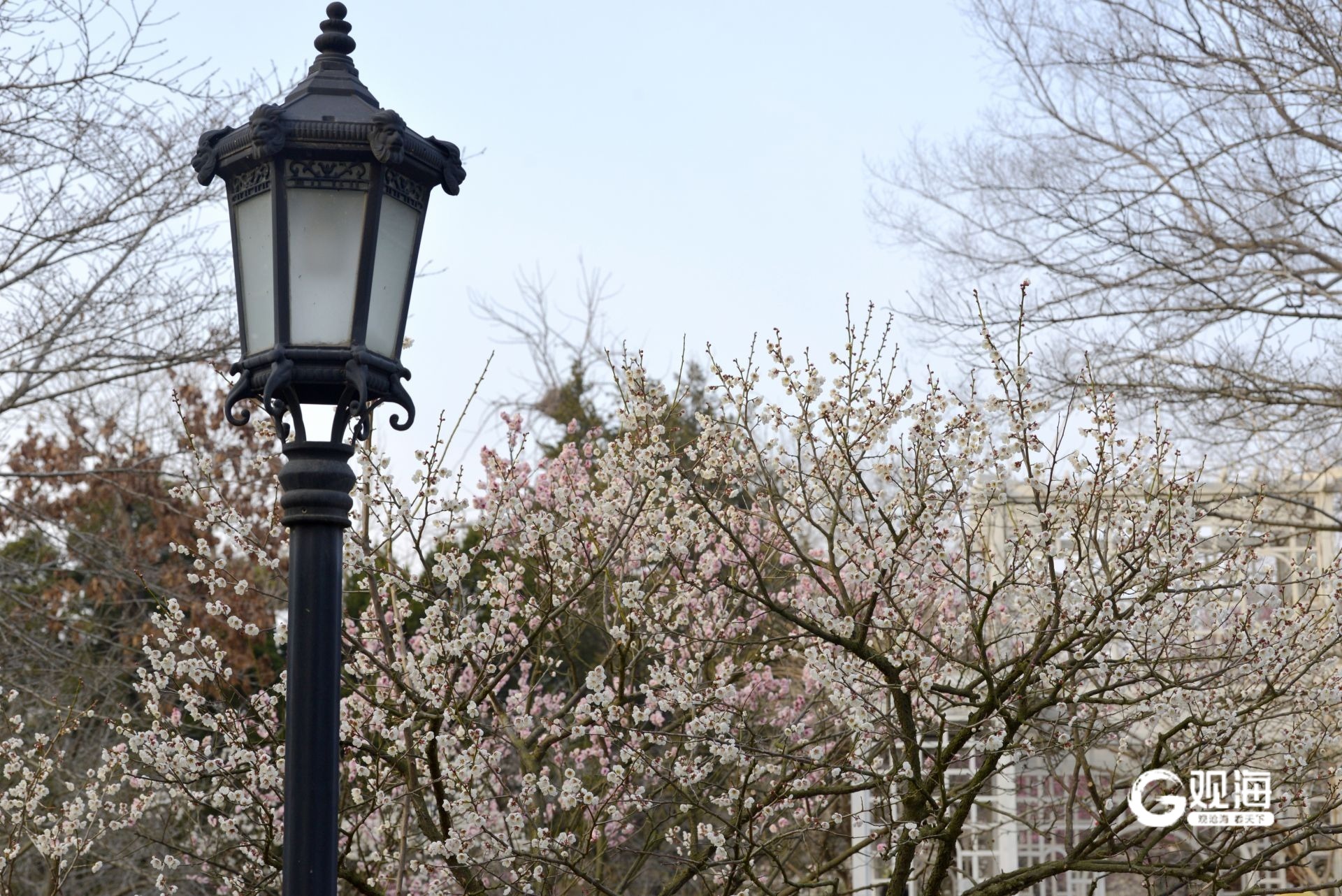 瞒不住了！青岛中山公园梅花迎来盛花期_fororder_【青岛中山公园梅花迎来盛花期】4