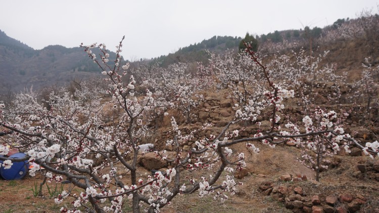 第二十三届杏花季在济南长清启动