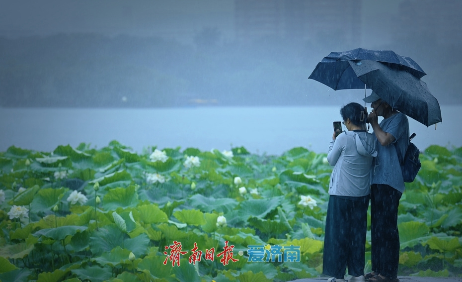 济南：雨落泉城 大明湖荷花别样娇