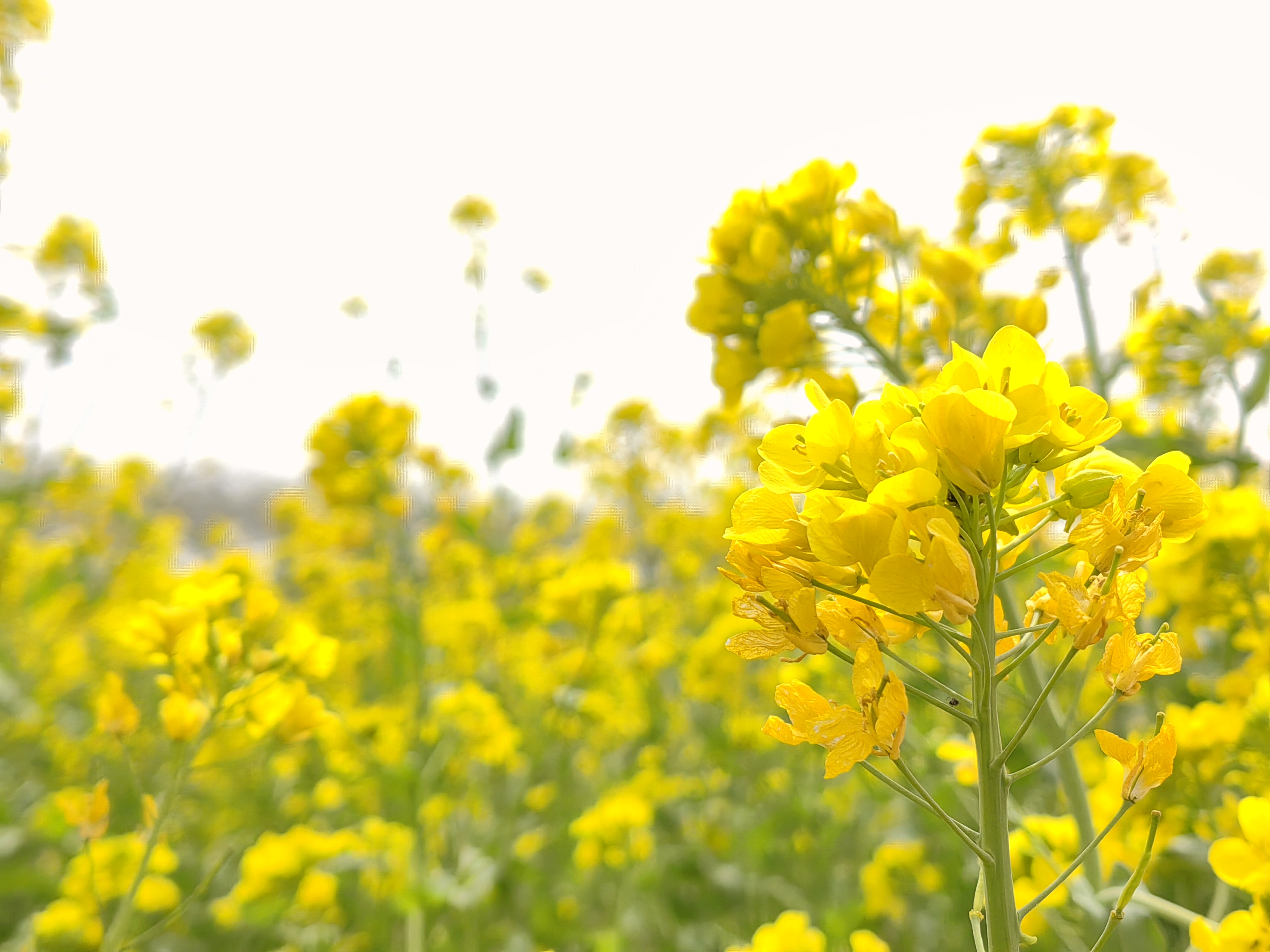 【花开齐鲁】济宁市兖州区千亩油菜花迎来盛放时节_fororder_6c57c721d516520f80a90921e79d0c8