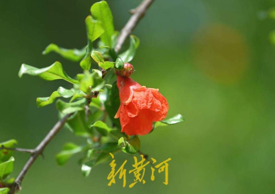 济南：泉城公园石榴花开 红艳娇俏
