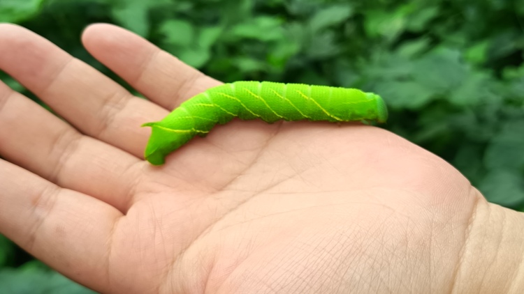潍坊安丘：小虫“驮”起绿金链 探寻特色产业“绿富美”_fororder_虫子