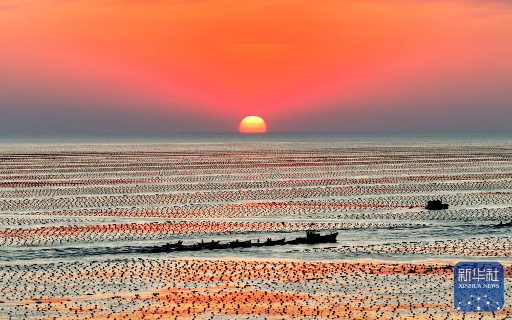 山东荣成：海洋牧场迎日出