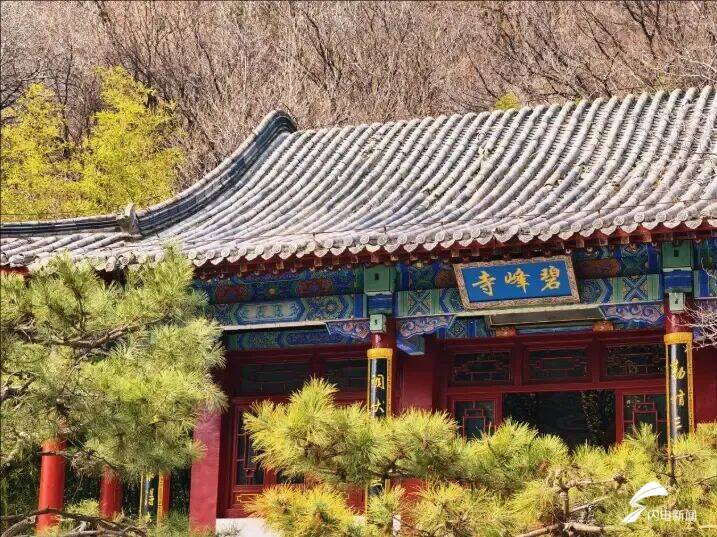 山东泰安：春到彩石溪 花开醉春风