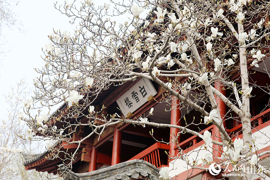 济南趵突泉玉兰盛开醉游人_fororder_【趵突泉】1