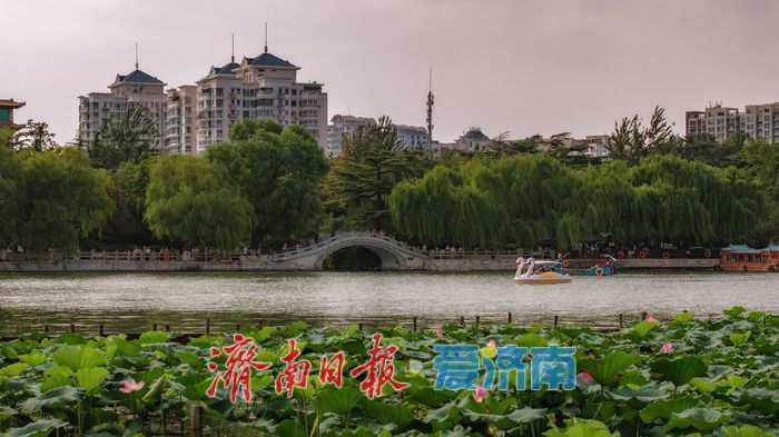 大明湖秋日荷塘：藏着泉城的专属诗意