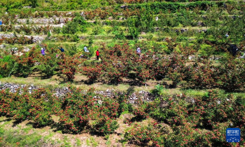 山东新泰：山楂成熟收获忙