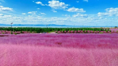 황금빛 가을...낭만적인 핑크빛으로 물든 옌타이 창다오_fororder_a0417beae2084a9ca352d05c4ab13d5e.800x535