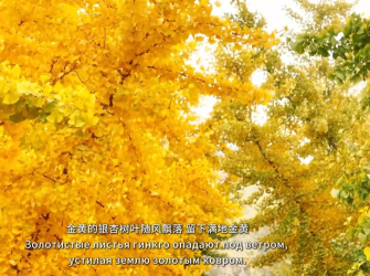 Чжифу, Яньтай: золотом сияют гинкго