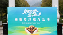 金秋栗香浓，产业促振兴，“泉果飘香 栗享香甜”板栗专场推介活动成功举办