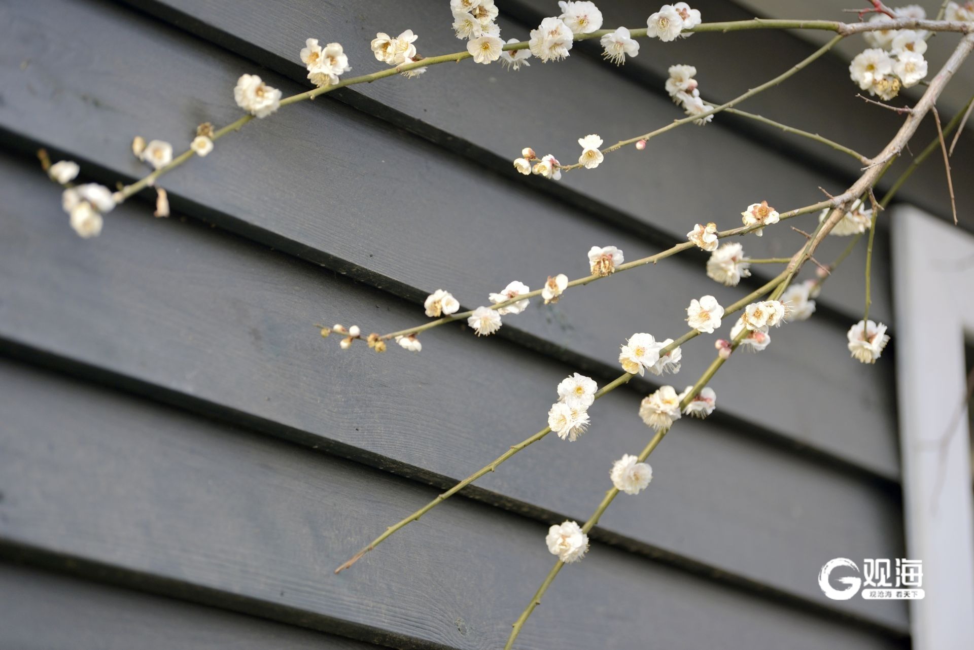 瞒不住了！青岛中山公园梅花迎来盛花期_fororder_【青岛中山公园梅花迎来盛花期】9