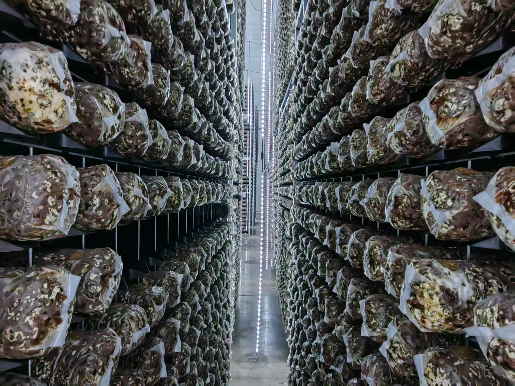 【Hi,Shandong】“Hi,Shandong—机遇中国 青岛优品”海外媒体青岛行活动探秘莱西食用菌产业，见证乡村振兴的力量_fororder_7e3f3cc9e85f9042aa153331cf5eeb0