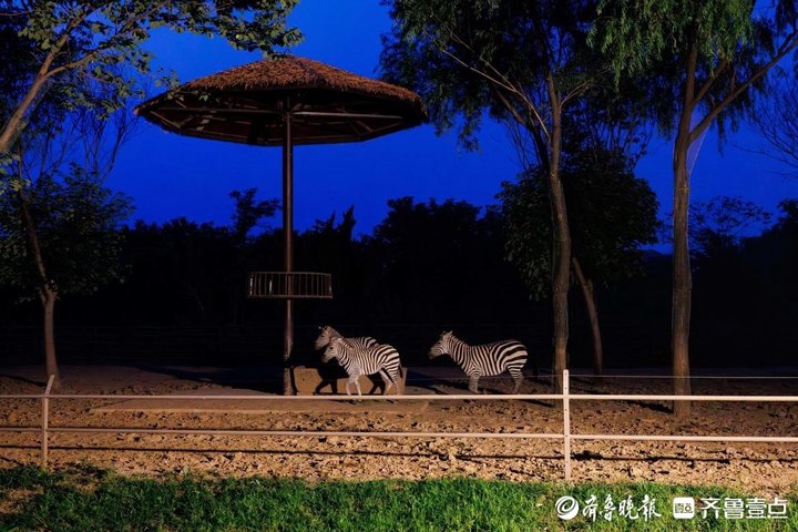 夜探“百兽秘境”！济南野生动物世界开启奇幻夜游
