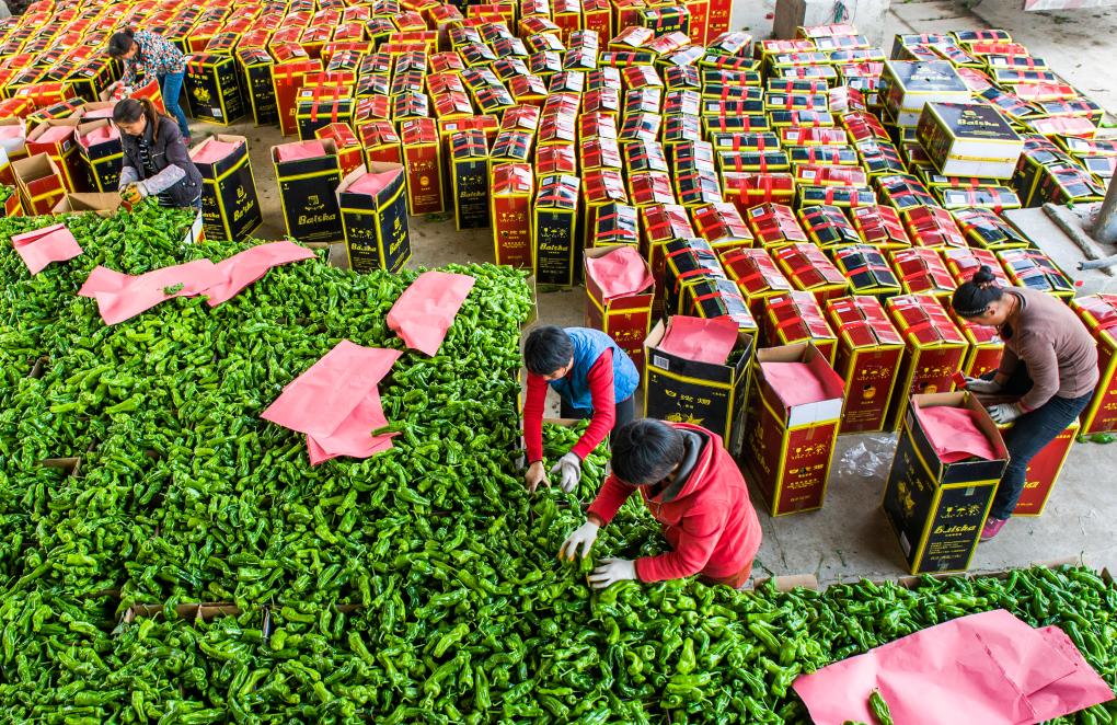 粮仓丰、产业强、乡村美——从“乡村振兴齐鲁论坛2025”看山东农业农村现代化新进展