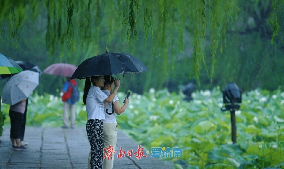 济南：雨落泉城 大明湖荷花别样娇