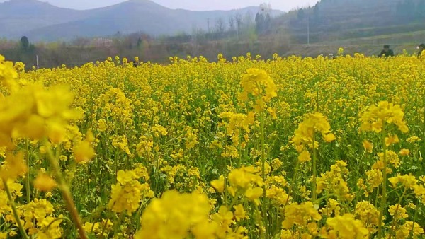 春风拂过神秀谷，济南长清千亩油菜花竞相绽放