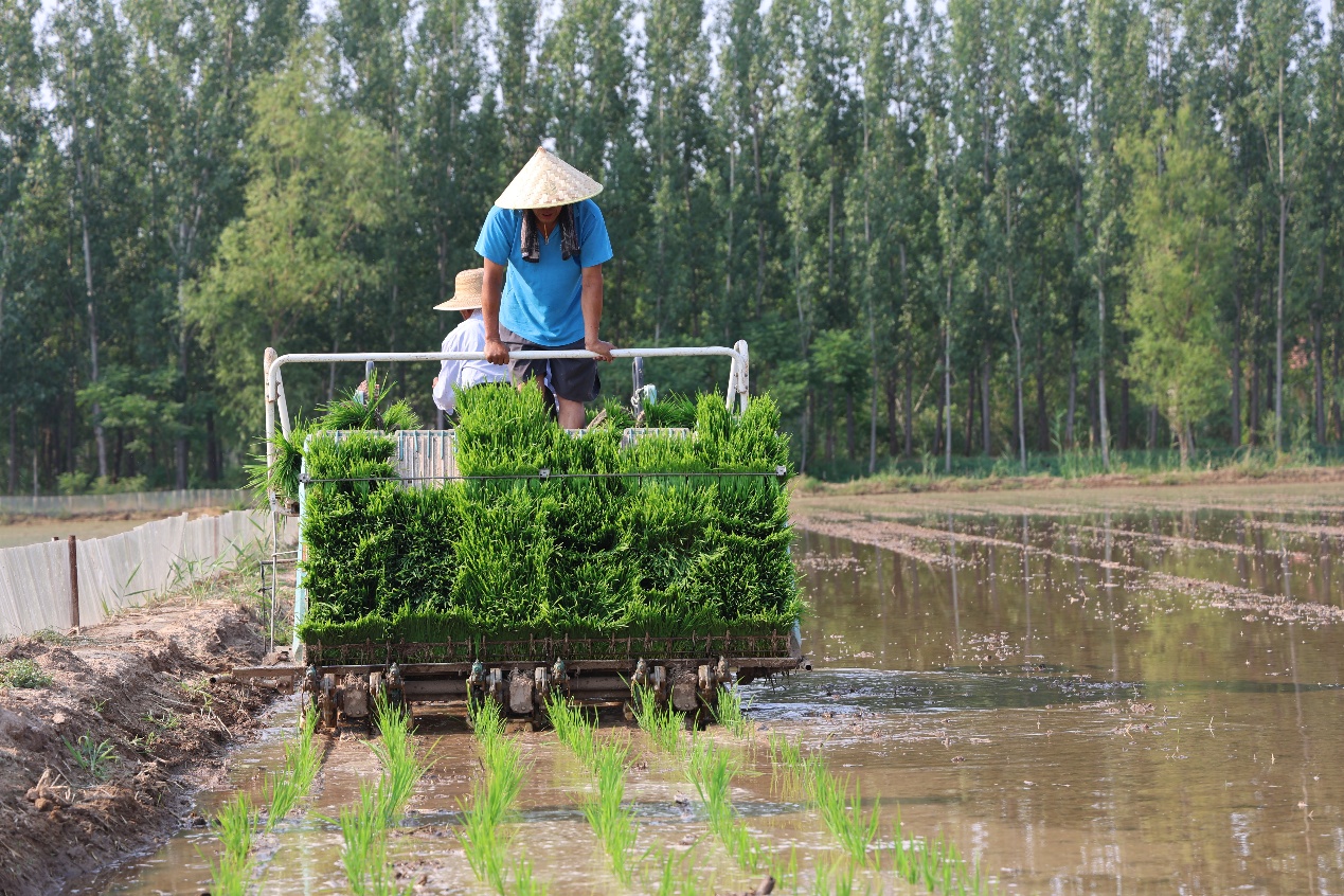 山东邹平：从“白花花”到“绿油油” 盐碱荒滩变良田_fororder_AAA