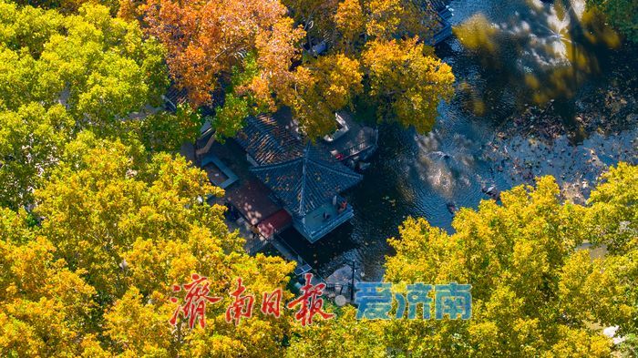 百年园林景如画:济南中山公园开启最美赏叶季
