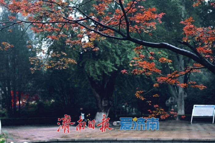 细雨如丝，济南百花公园秋意朦胧