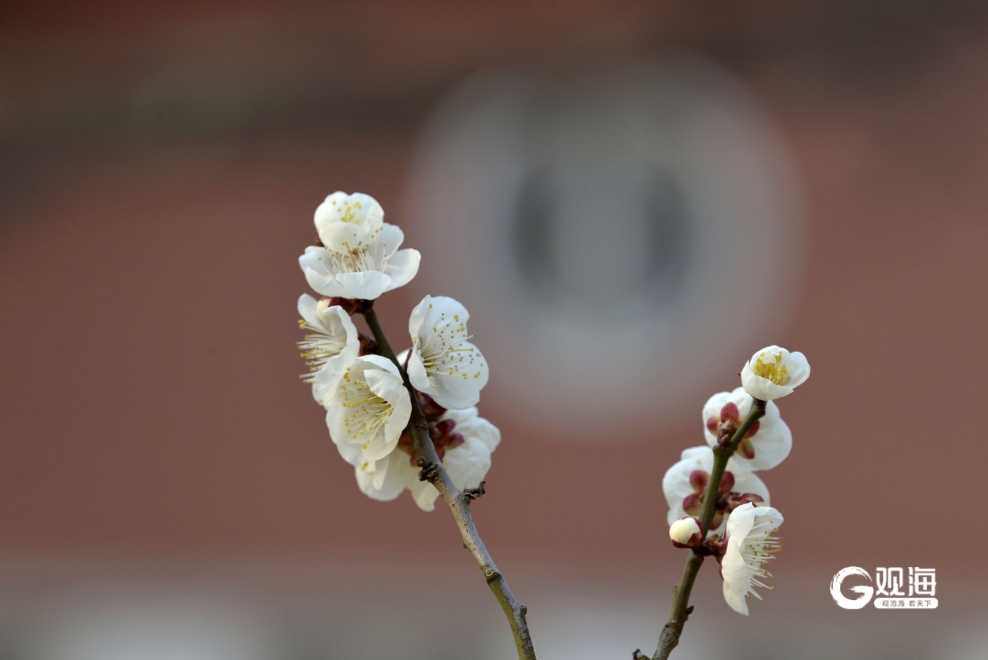 瞒不住了！青岛中山公园梅花迎来盛花期_fororder_【青岛中山公园梅花迎来盛花期】5