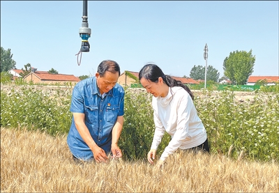 淄博：在麦田里，驻村干部学到什么