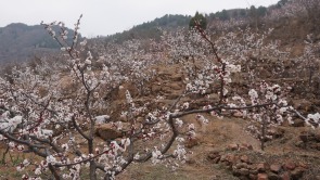 第二十三届杏花季在济南长清启动