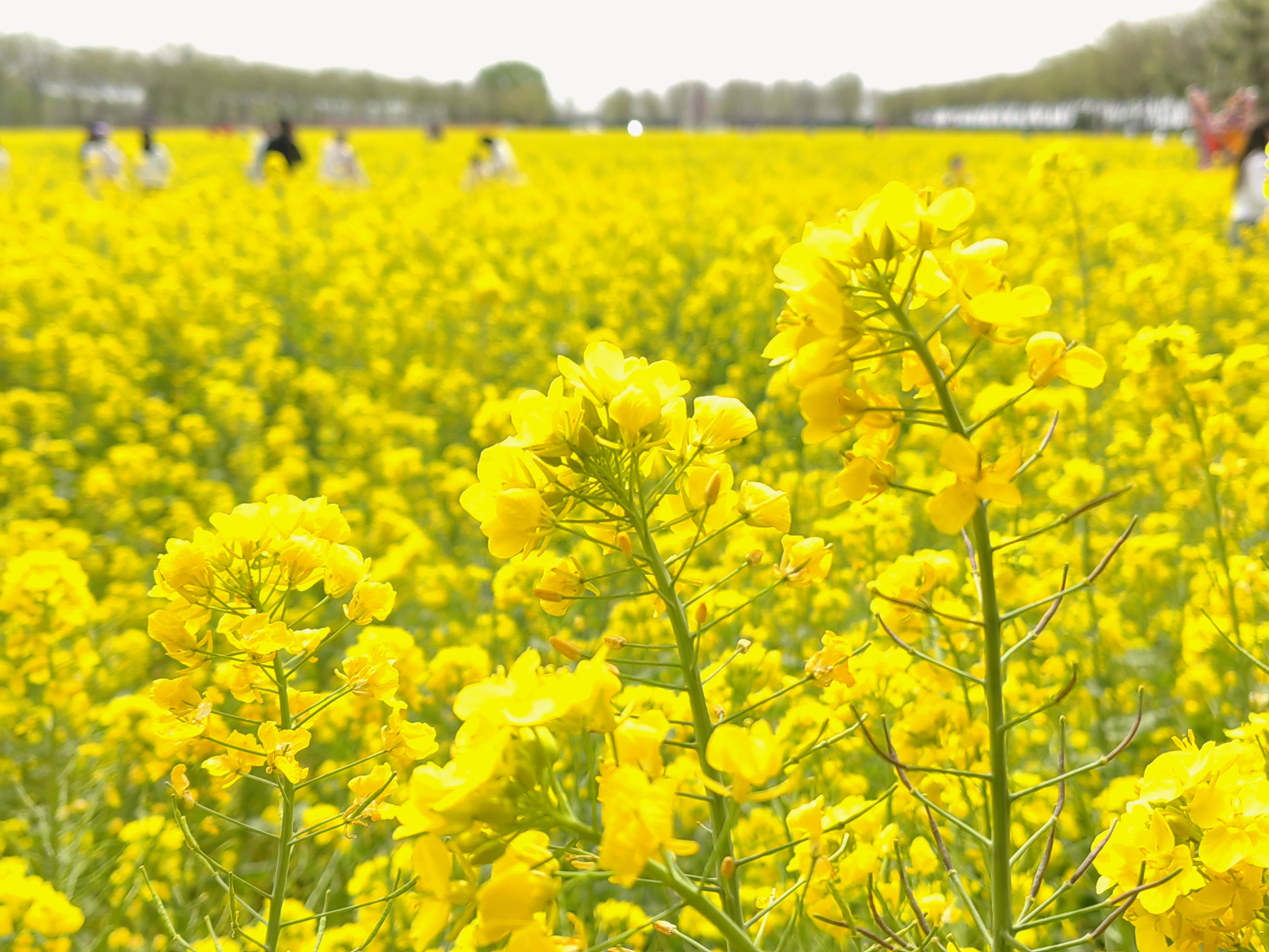 【花开齐鲁】济宁市兖州区千亩油菜花迎来盛放时节_fororder_697bb8034eda2c77f5884ce6c55055f