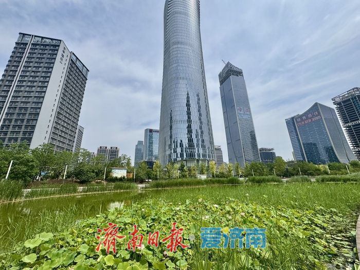 山东济南：荷花湖荷花盛放，绘就夏日美景