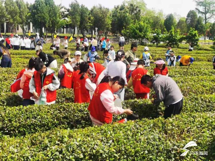 在日照，品一杯听海长大的茶｜青春思政课