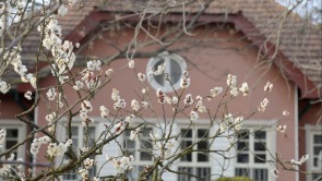 瞒不住了！青岛中山公园梅花迎来盛花期