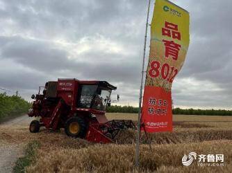 山东小麦收获已超九成 多个高产品种测产超800公斤