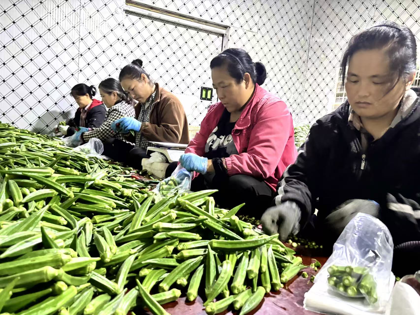 济宁鱼台：小秋葵敲开村民“致富门”_fororder_工人们将刚采摘的秋葵分拣成装 赵诗影摄