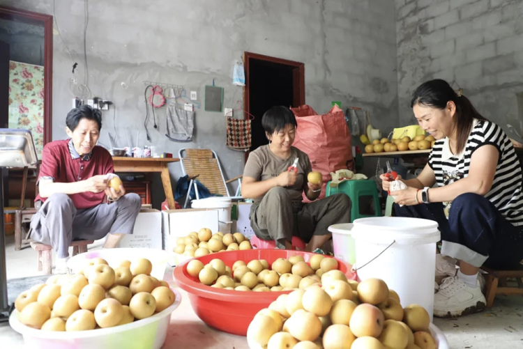 烟台农民专家扎根巫山引种秋月梨结出“致富果”