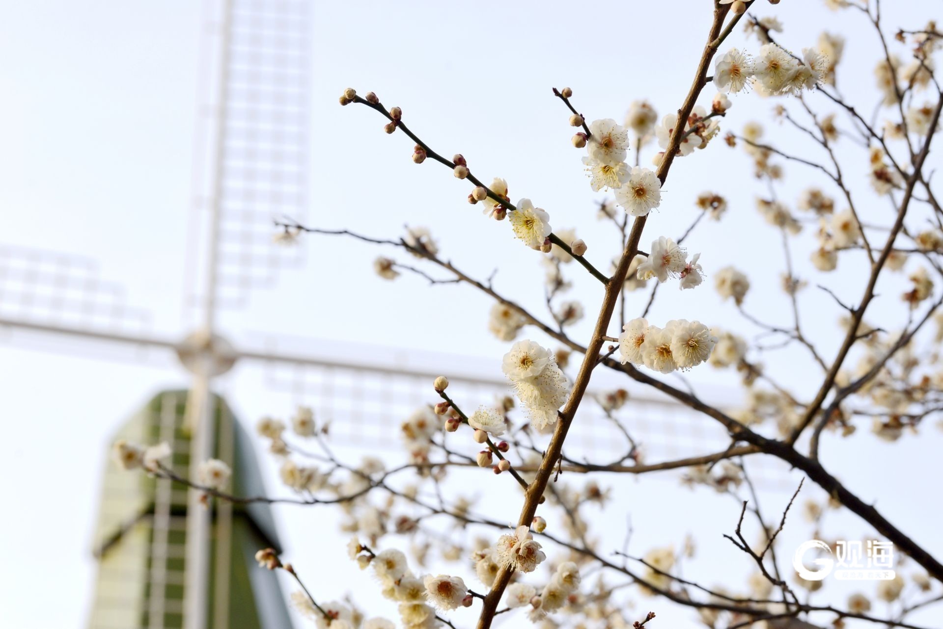 瞒不住了！青岛中山公园梅花迎来盛花期_fororder_【青岛中山公园梅花迎来盛花期】6