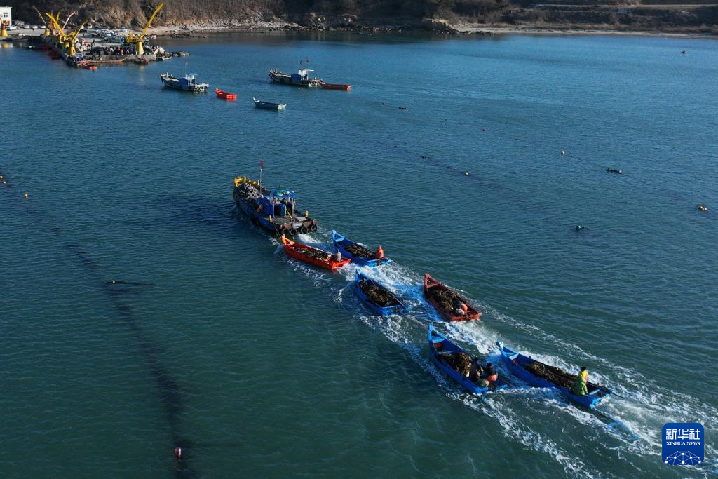 山东荣成：18万亩海带进入间割收获期_fororder_【山东荣成】1