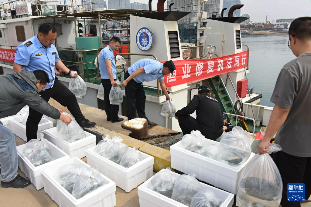 山东青岛：增殖放流 修复生态