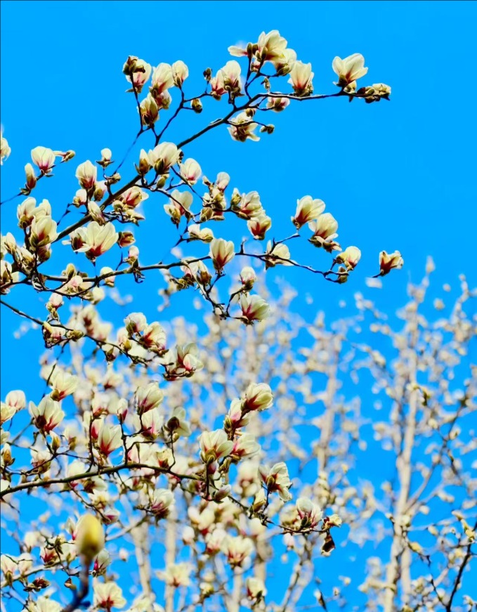 春风拂岱庙 红墙映花影_fororder_【泰安】5