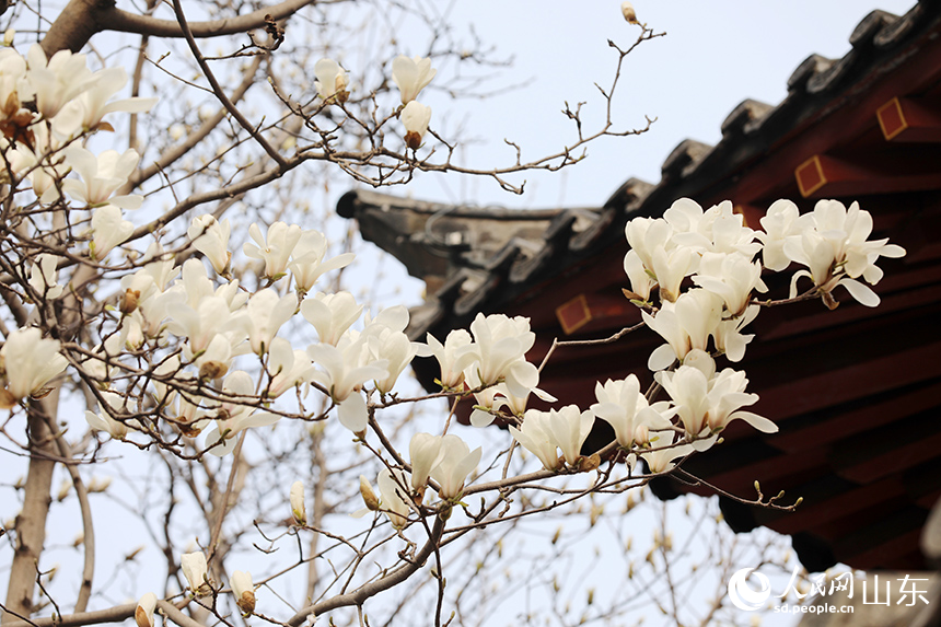 济南趵突泉玉兰盛开醉游人_fororder_【趵突泉】5