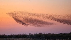 我是一只花脸鸭