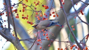 山东聊城：水城之冬 太平鸟入画