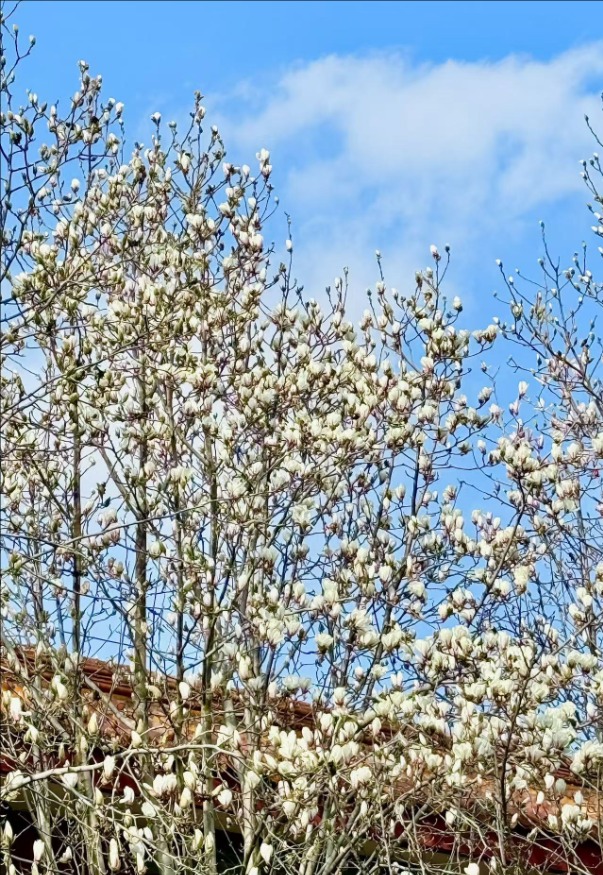 春风拂岱庙 红墙映花影_fororder_【泰安】7