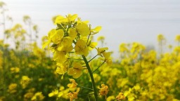 春风拂过神秀谷，济南长清千亩油菜花竞相绽放