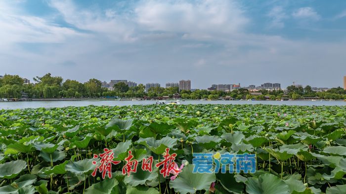 大明湖秋日荷塘：藏着泉城的专属诗意