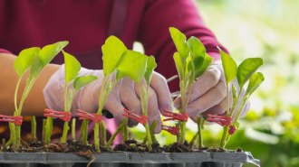 山东莘县：冬季大棚蔬菜种苗嫁接忙