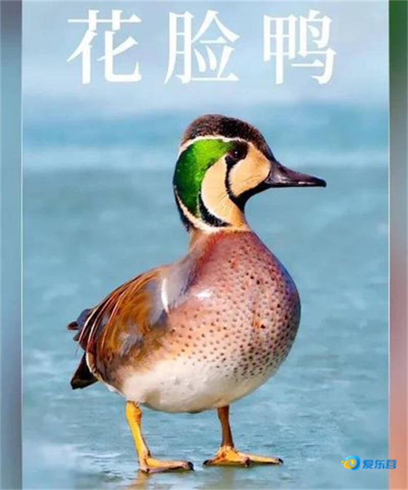 我是一只花脸鸭_fororder_e005278a7d814c919400e2f049347a01