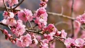 山东泰安：春到彩石溪 花开醉春风